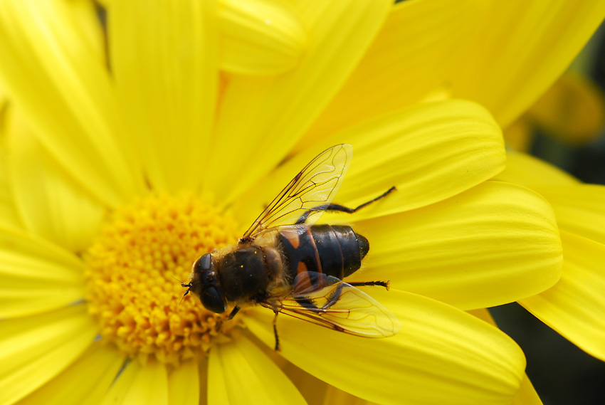 Eristalis tenax